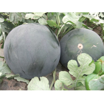 HW20 Jinjin große globale schwarze F1 hybride Wassermelonensamen für das Pflanzen